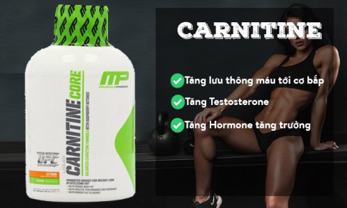Carnitine tăng testosterone cho nam
