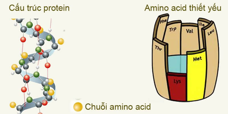 EAA gồm 9 axit amin thiết yếu mà cơ thể không tự tổng hợp được