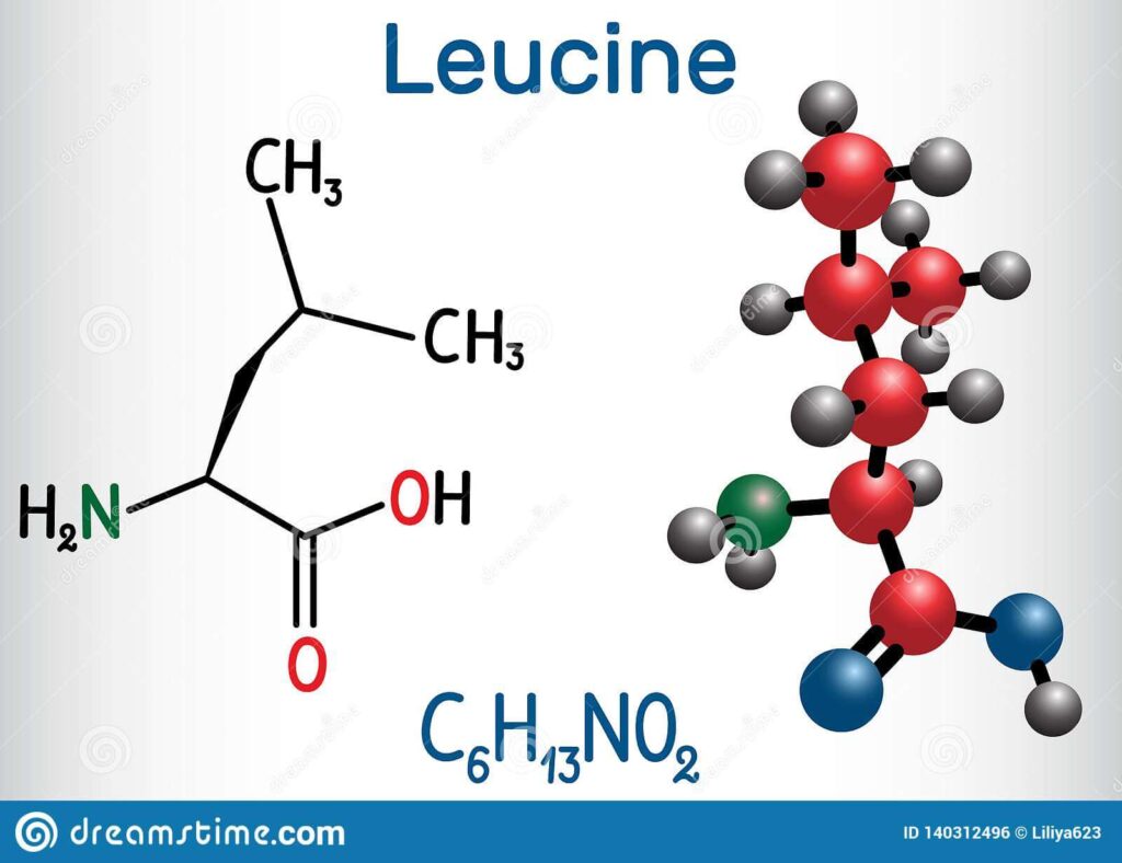 Leucine đóng vai trò quan trọng trong tổng hợp protein cho cơ thể